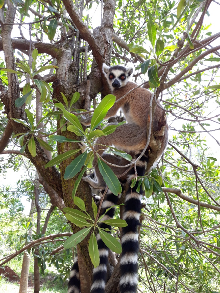 알락꼬리여우원숭이. 박한선 제공