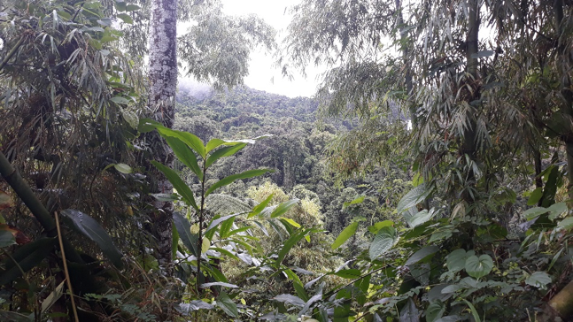 마다가스카르 마조제지 국립공원의 원시림. 마다가스카르에 사는 동식물 상당수는 오직 마다가스카르에서만 발견된다. 박한선 제공