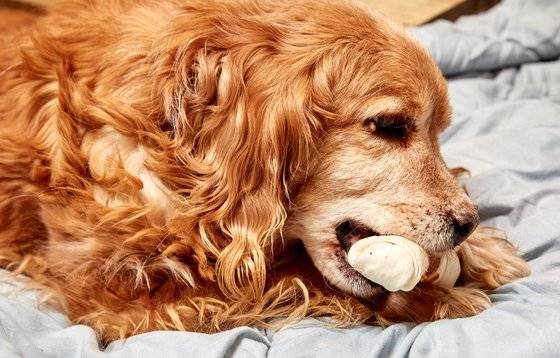 열 살 난 코커스파니엘은 '간식대첩'에 참여하지 않는다. 기자가 다가가 몰래 간식을 주자 그제야 받아 먹고 나중에는 혼자 개껌을 독차지 하고 구석에서 논다. 자신을 향한 애틋한 마음을 눈치챘는지 나중엔 핫티와 함께 기자를 졸졸 따라 다녔다.