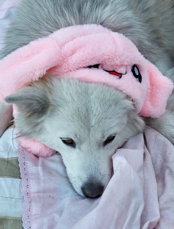 여우는 모자를 쓰고 마당에 누워 잠을 청했다.