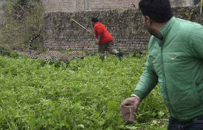 야생 표범이 31일(현지시간) 인도 북부 잔란다르 지역의 주민들을 공격하고 있다. [AP=연합뉴스]