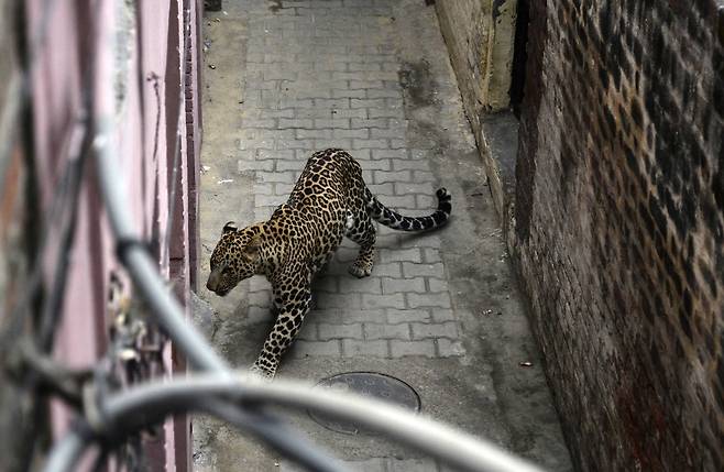 야생 표범이 31일(현지시간) 인도 북부 잔란다르 지역의 마을에 나타났다. [AP=연합뉴스]