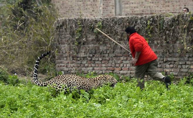 야생 표범이 31일(현지시간) 인도 북부 잔란다르 지역의 주민들을 공격하고 있다. [AP=연합뉴스]