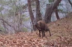 사향노루 수컷 [한상훈 박사 영상 캡쳐]