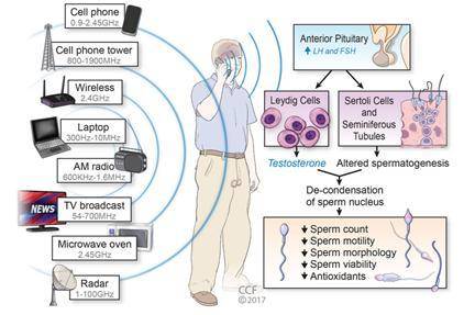 RF-EMF 노출의 고환 조직에 대한 영향
