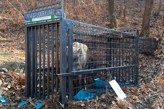 지난해 1월 광주 동구 운림동에 설치한 철제 포획틀에 60㎏(100근) 암컷 멧돼지 1마리가 붙잡혔다.[광주 동구청 제공=연합뉴스]