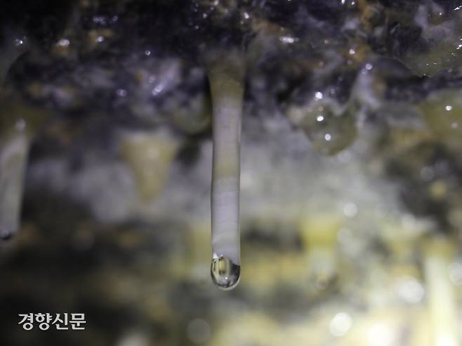 동굴 천장에 매달린 종유관. 김형규 기자