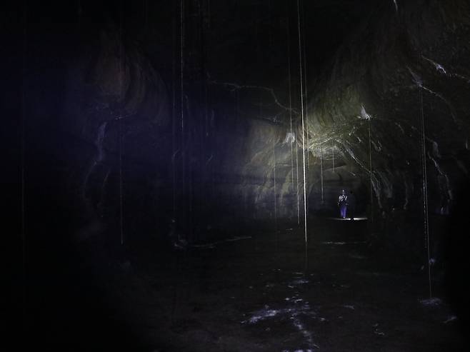 지표를 뚫고 용천동굴 천장에서 바닥까지 늘어뜨린 나무 뿌리들. 꼭 비가 내리는 것 같은 모습이다. 김형규 기자