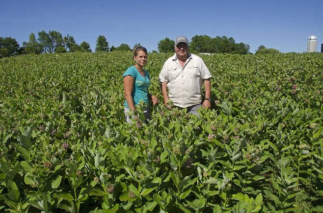 모나크나비를 보호하기 위해 먹이 식물을 기르는 미국 버몬트 주 농민들. [AP=연합뉴스]