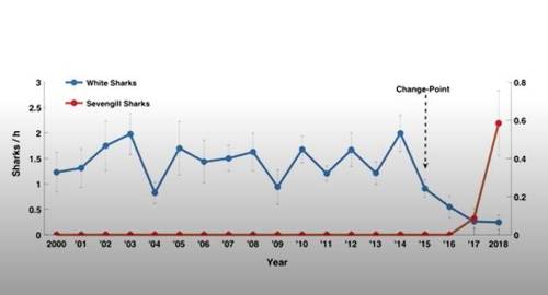 백상아리(청색)과 칠성상어(빨간색) 관측 시간 비교 [닐 햄머쉴라그 제공]