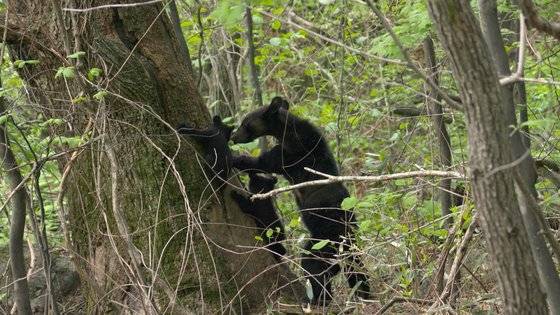 두 달간 잠복 끝에 촬영에 성공한 지리산 올무곰과 새끼들 [사진 MBC]