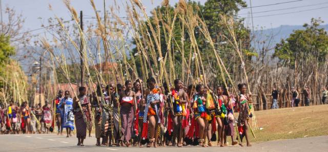 매년 갈대축제 기간엔 10대 소녀 수만명이 갈대를 들고 춤을 춘다. 여기서 왕비를 간택해왔다.   /사진제공=에스와티니관광청