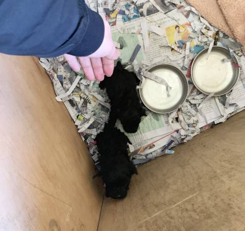 생후 35일된 검은 푸들 강아지