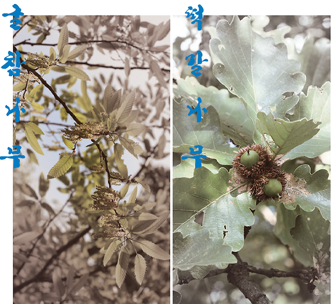 굴참나무와 떡갈나무의 사진. ‘조선식물향명집’은 일본 학계가 잘못 명명한 두 나무의 우리말 이름을 바로잡았다. 국가생물종지식정보시스템