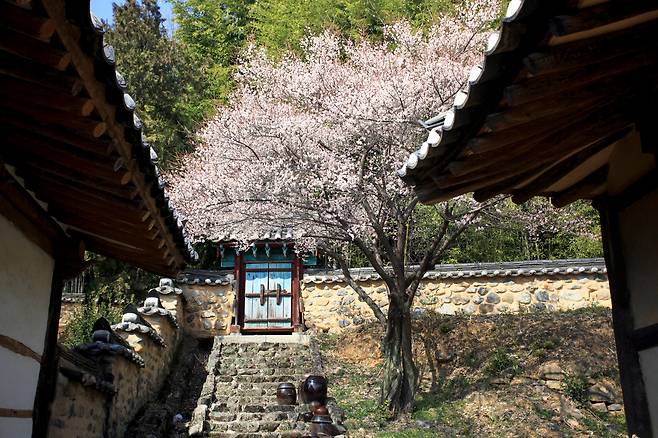 명륜당 옆에 흐드러지게 핀 매화꽃. (한국관광공사 제공) ⓒNews1