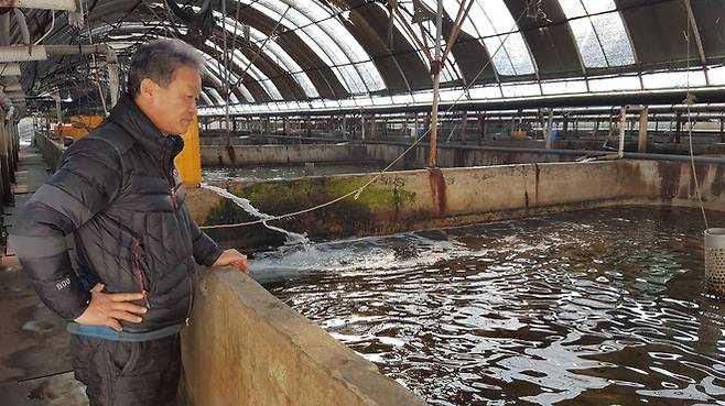 강원도 강릉시 화력발전소 인근에서 넙치류 양식장을 운영하는 김병덕(60) 동일수산 대표가 출하 시기를 넘긴 수조 속 광어를 바라보고 있다. 이정하 기자