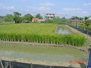 중국 게 양식장 [사진 유엔 식량농업기구(FAO)]