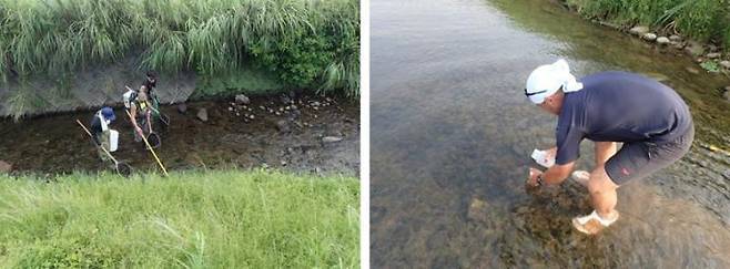 뱀장어 생물상 조사를 하는 연구자들. 왼쪽은 전기를 이용한 전통적 조사법이고 오른쪽은 환경 디엔에이를 채취하기 위해 물을 뜨는 모습이다. 고베대 제공.