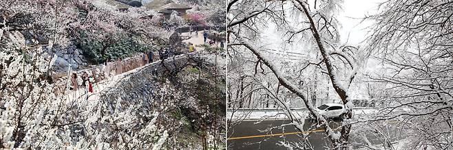 7일 오후 전남 광양시 다압면 매화마을에 매화가 만개해 관광객들이 봄의 정취를 만끽하고 있다. 오른쪽은 이날 강원 인제와 고성을 잇는 미시령에 연출된 한겨울 풍경.[연합뉴스]