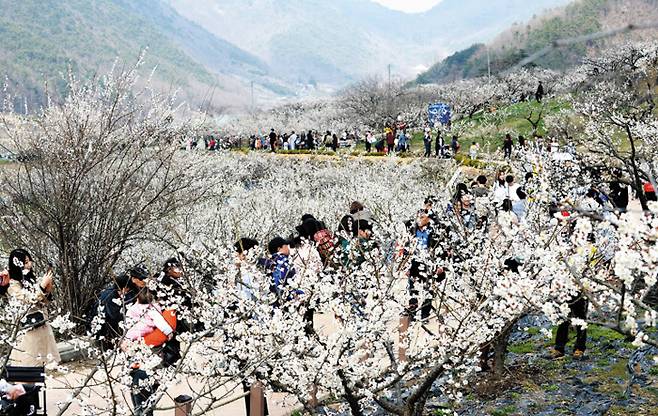 지난해 3월 열린 경남 양산 ‘원동매화축제’ 현장. 낙동강 제방을 끼고 만발하는 홍매와 백매가 유명하다. /양산시