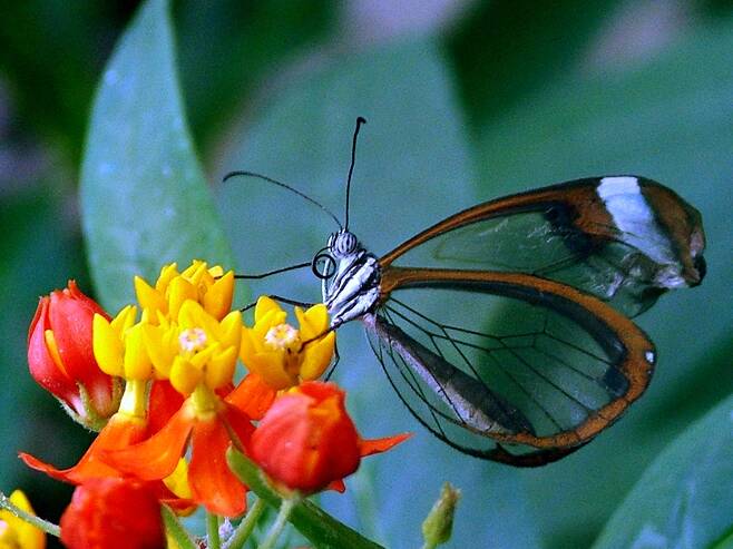 또 다른 종의 투명 날개 나비. 위키미디어 코먼스 제공.