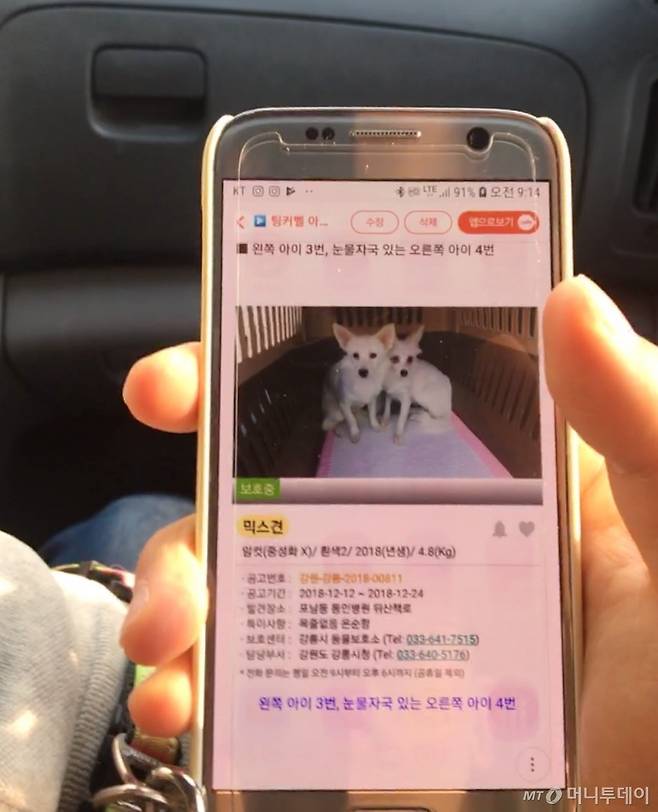 강릉 유기견보호소에서 기다리고 있을, 스피츠 믹스견 두마리(여아). 안락사 공고 기한이 한참 지나, 빨리 구조해야 했다. 살짝 겁먹은 표정을 보니 속상했다. 빨리 데리러 가고 싶었다./사진=남형도 기자