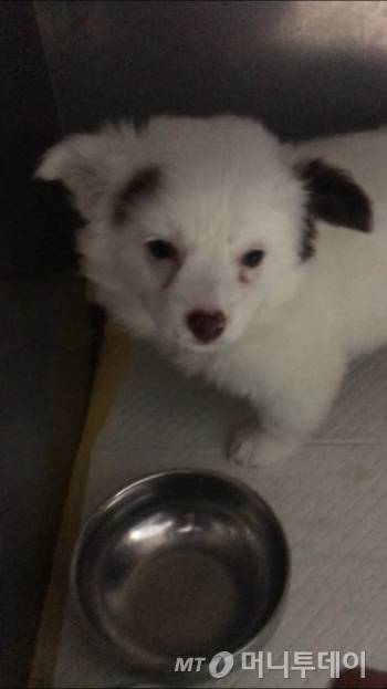 강릉에서 서울까지, 긴 구조 여정을 마치고 회복실에서 쉬고 있는 슈슈. 하지만 파보 바이러스 감염을 못 이기고, 하늘의 별이 됐다. 힘들지 않은 곳에서 편안하길, 행복하길./사진=남형도 기자