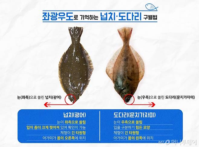 넙치 도다리 구별법/디자인=유연수디자이너