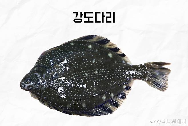강도다리/사진제공=머니투데이