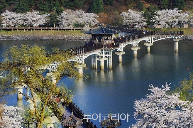 ▲ 안동 월영교 벚꽃