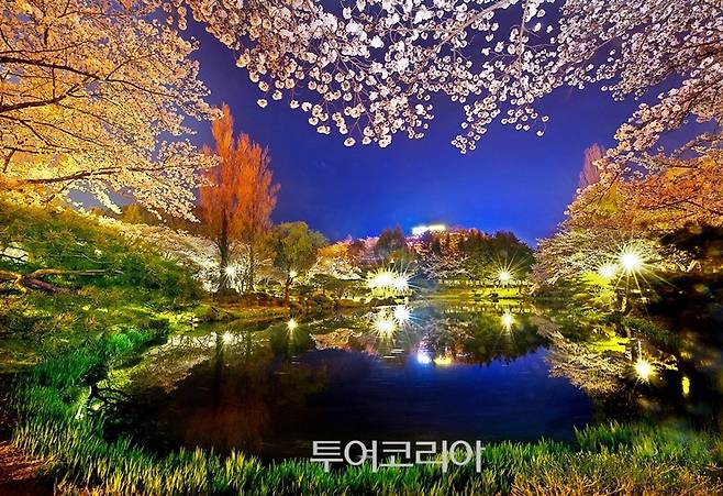 ▲ 경주 보문정 벚꽃야경