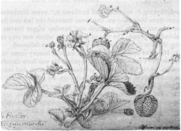 1764년 프랑스의 식물학자 앙투안느 니콜라 뒤셴은 자웅이체로 암그루만 있어 열매를 맺지 못하는 칠레딸기의 꽃 암술에 사향딸기의 꽃가루를 묻혀 열매를 얻는 데 성공했다. 당시 뒤셴이 직접 그린 그림으로 오른쪽 아래 큼직한 딸기가 보인다.