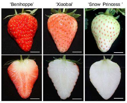 수많은 딸기 품종 가운데는 과일의 빨간색이 연하거나(가운데) 거의 없는(왼쪽) 종류도 있다. 이는 빨간 색소인 안토시아닌 합성에 관여하는 유전자의 돌연변이 때문으로 밝혀졌다. 사이언티픽 리포트 제공