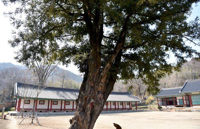 나주향교 명륜당 앞 비자나무.