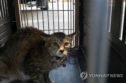 화재현장서 심폐소생술로 살린 고양이 (춘천=연합뉴스) 19일 낮 12시 11분께 강원 춘천시 후평동 한 아파트 2층에서 불이 나 15분여 만에 꺼졌다. 소방대원들은 잠긴 문을 열고 들어가 장애가 있어 거동이 어려운 이모(36)씨를 구하고, 연기흡입으로 숨이 멎은 채 쓰러진 고양이(사진)를 심폐소생술로 살렸다. 2019.3.19 [춘천소방서 제공] conanys@yna.co.kr