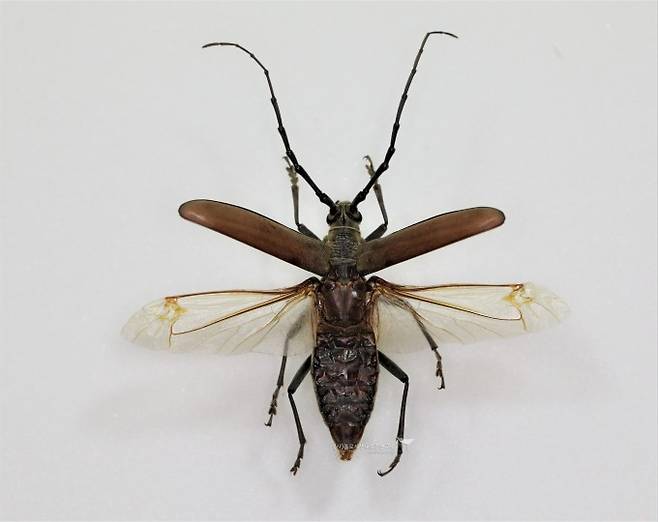 하늘소(딱정벌레목)