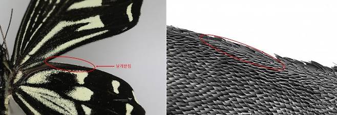 호랑나비와 호랑나비 날개 뒷날개 확대(SEM)