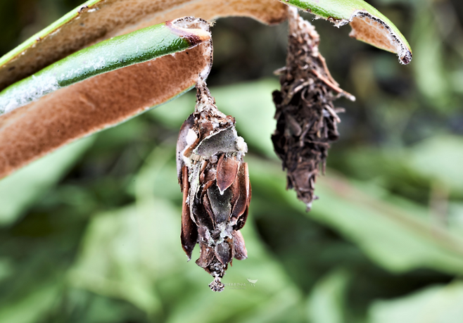 남방차주머니나방 암컷