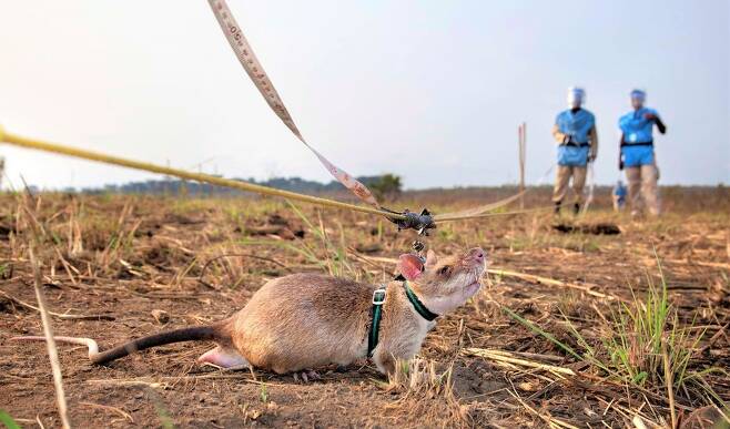 화약 냄새를 맡도록 훈련받은 아프리카산 주머니쥐가 매설 지뢰를 찾고 있다. 아포포 제공