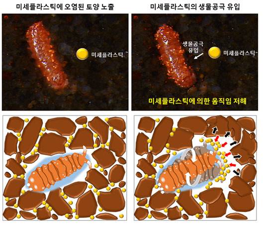 토양 공극에 존재하는 미세플라스틱(노란색 구형)이 톡토기가 형성한 생물공극으로 유입돼 생물의 움직임을 방해한다.    연구재단 제공
