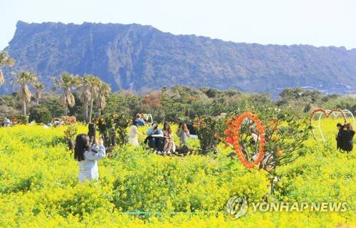 '제주의 봄에 풍덩' [연합뉴스 자료사진]