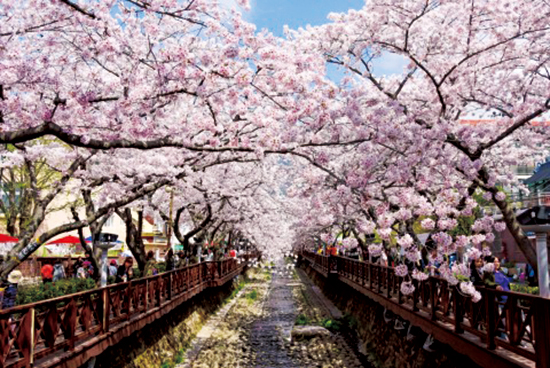 한국 진해의 벚꽃축제(사진=클룩)