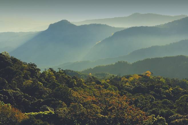 도이 인타논은 태국에서 가장 높은 봉우리로, 우리의 지리산 크기만큼 넓은 국립공원 면적을 자랑한다. 운무에 싸인 봉우리들이 사뭇 신비감을 자아낸다. 사진 태국관광청