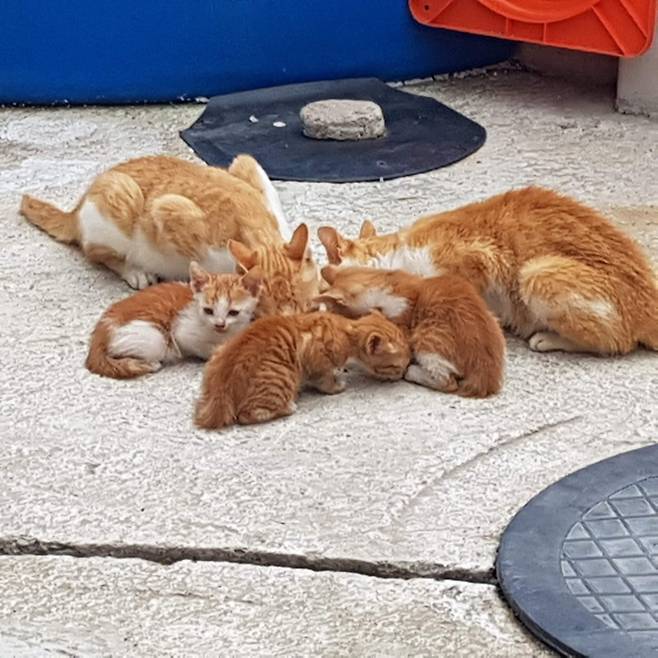 전남 고흥 애도(쑥섬)가 올 연말까지 ‘고양이 섬’으로 거듭날 예정이다. 사료를 먹고 있는 쑥섬 길고양이들. 사진 동물구조119 제공