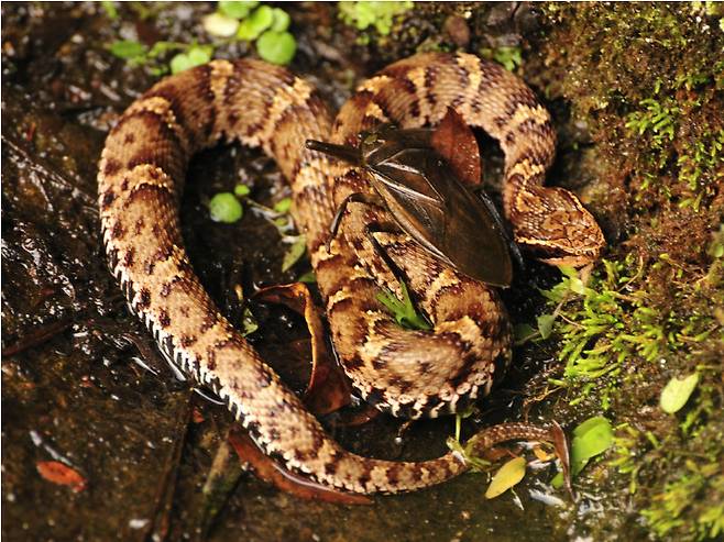 자신보다 훨씬 큰 살무사를 공격한 물장군. 뱀은 이 포식 곤충을 떼어내려고 한 시간 동안 몸부림을 쳤다. 오바 신야 교수 제공.