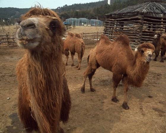 등에 혹이 두개 있는 쌍봉낙타. [중앙포토]