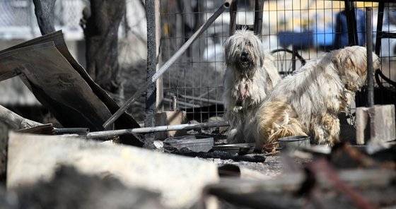 강원도 고성·속초 지역 화재 이틀 째인 5일 강원 속초시 장사동 장천마을 내 불에 탄 주택에서 강아지 두마리가 주인을 기다리고 있다. [뉴시스]
