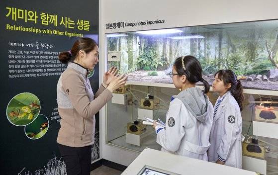 황채은(맨 왼쪽) 전임연구원이 소중 개미연구단에게 일본왕개미의 예를 들며 개미와 공생관계를 이루는 생물들에 대해 설명하고 있다.
