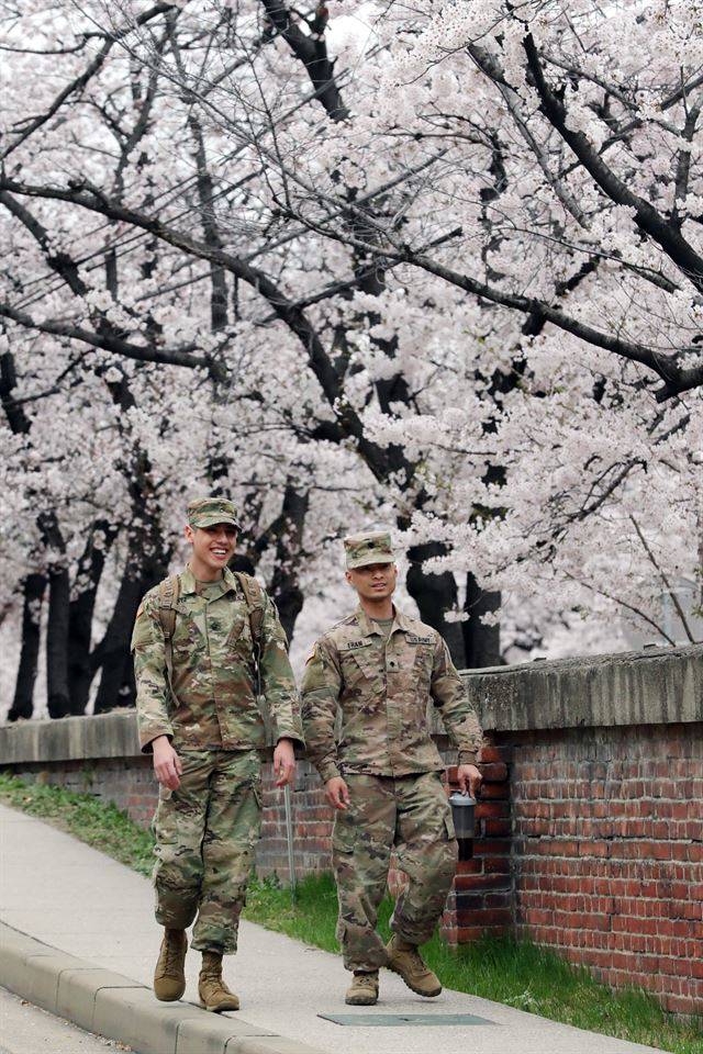 9일 서울 용산 주한미군기지에서 장병들이 벚꽃이 활짝 핀 길을 걷고 있다. 연합뉴스