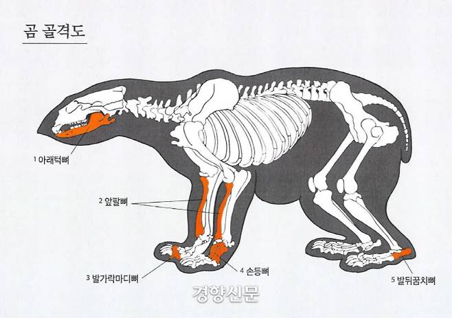 경주 월성에서 출토된 곰뼈. 곰뼈 중에서도 앞팔뼈와 뒤꿈치 뼈가 주로 나왔고, 아래턱뼈에서는 칼로 해체한 흔적이 보였다. 곰가죽으로 뭔가를 제작했다는 이야기다. <삼국사기>는 “곰의 뺨가죽과 팔가죽으로 군지휘관의 깃대에 꽂는 장식품을 만든다”고 기록했다.|국립경주문화재연구소 제공